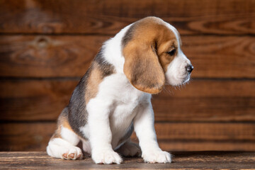 Beagle puppy poses for a photo