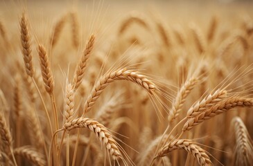 golden wheat field close-up highlighting natural grain agriculture