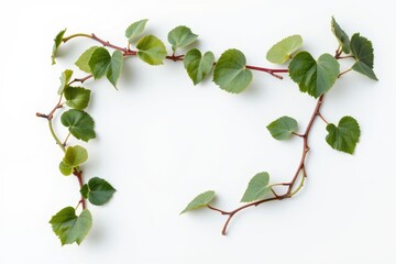 Green Vine Frame On White Background