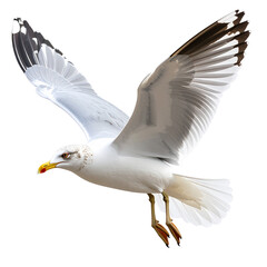 Fototapeta premium Flying seagull on white background with outstretched wings in the blue sky