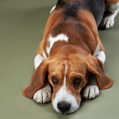 A beagle lies on the floor, resting its head and looking sad. The soft lighting and muted colors...