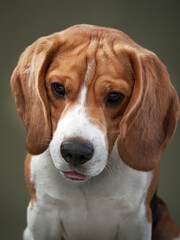 A close-up of a beagle with a soft, gentle gaze against a green background. The natural lighting...