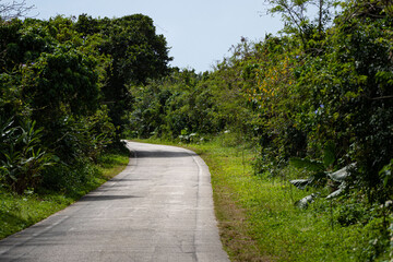 Empty path without people or traffic that leads to one of the beaches on Taketomi island surrounded by lush vegetation and coral walls outdoor at daytime in Okinawa Prefecture in Japan.
