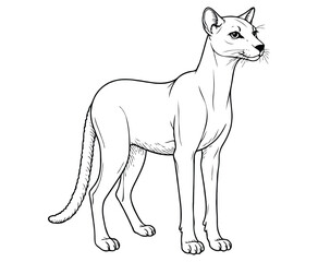 Fototapeta premium Cute Fossa Illustration Coloring Book