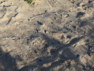 sandy ground