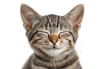 Obraz premium PNG Cute tabby kitten with closed eyes relaxing against black background