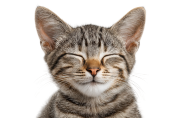 PNG Cute tabby kitten with closed eyes relaxing against black background