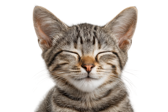 PNG Cute tabby kitten with closed eyes relaxing against black background