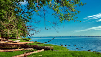 Wild landscape at Wreck Beach in summer, several dead trees lying on the shore, blue water, green trees and grass along the shore against blue sky, Vancouver, Canada
