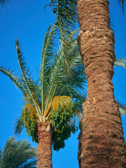 date palm grows against blue sky