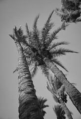 date palm grows against blue sky