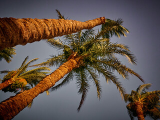 date palm grows against blue sky