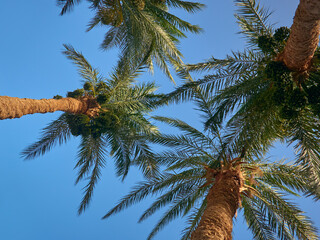 date palm grows against blue sky