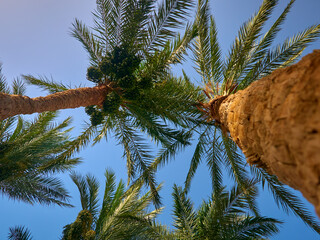 date palm grows against blue sky