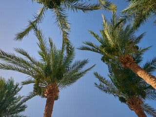 date palm grows against blue sky