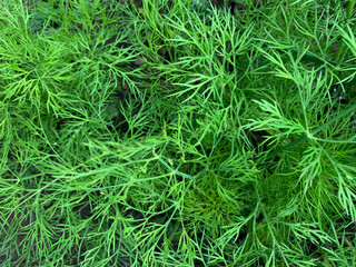 dill in the garden, natural background, dill leaves