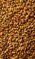 Golden grain field a bounty of harvest ready for milling or use in brewing and baking processes creating abundance