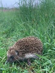 hedgehog in the grass