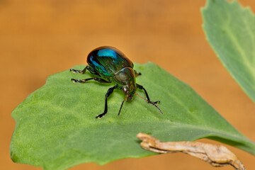 Sweet potato leaf beetle Typophorus nigritus insect crop damage nature pest control.