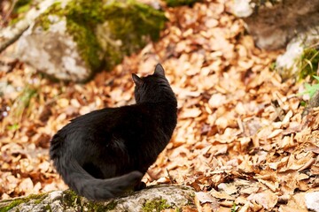 Black cat gazing in forest environment
