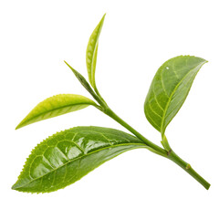 Obraz premium Green tea leaf isolated on transparent