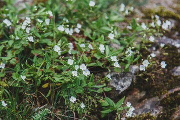 Small white wildflowers bloom among green leaves and rocks in a natural setting, creating a peaceful, close-up view of untouched flora.