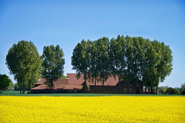 spring landscape with blooming rapeseed