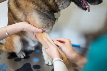 Veterinarian placing intravenous catheter on dog leg in veterinary practice