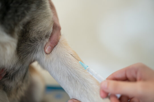 close up shot of veterinarian giving vaccine to siberian husky dog