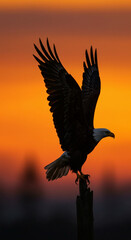 Eagle landing on post at sunset