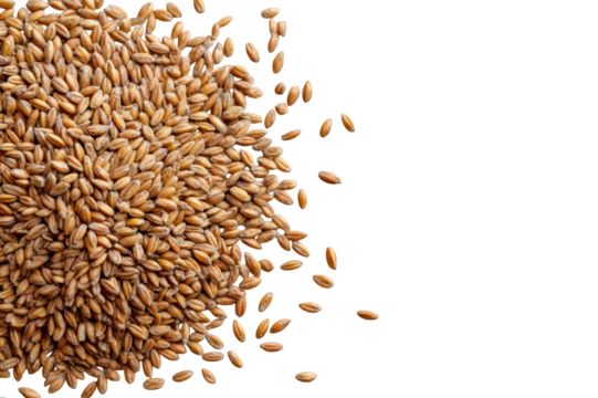 Raw rye grains are scattered on transparency background, showcasing their natural texture and color. This captures essence of whole grains, emphasizing their organic appeal and nutritional value
