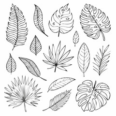 Fototapeta premium A detailed vector set of hand-drawn tropical leaves in black outline style. Perfect for botanical prints, design assets, and nature-themed artwork.
