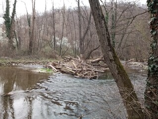 River with driftwood 