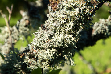 Iceland moss lichen on tree branch closeup