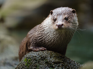 Portrait of Eurasian otter on stone