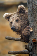 Portrait of Himalayan brown bear