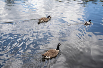 Ducks Gliding on Water