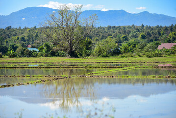 landscape with field and mountains