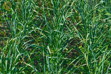 Kitchen spices.Young fresh green shoots of onion garlic in spring garden