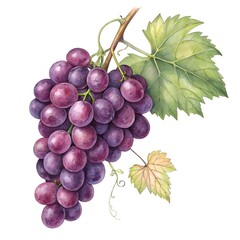 Fototapeta premium Watercolor Painting of Ripe Grapes Cluster on White Background | Botanical Fruit Art