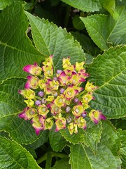 Top View of Young Hydrangea Cluster with Purple-Green Petals and Green Leaves
