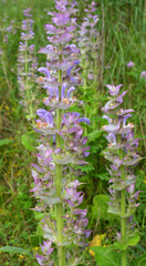 Obraz premium Clary sage (Salvia sclarea) grows in nature