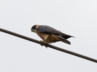 Australian Hobby or Little Falcon (Falco longipennis) perched on a power cable with grey overcast sky background
