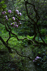 Purple rhododendron flowers in a dark green forest background with bright pink flowers. Natural floral background