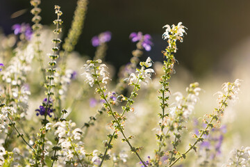Beautiful spring background with wild meadow grass and sage flowers in the rays of sunset