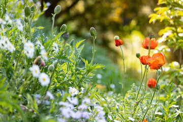 Beautiful spring background with wild meadow grass and flowering poppy flowers in the rays of sunset
