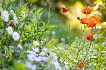 Beautiful spring background with wild meadow grass and flowering poppy flowers in the rays of sunset
