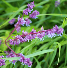 In nature, the blooms Salvia verticillata
