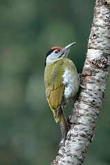 Grey headed woodpecker (male), Picus canus, Sattal, Nainital, Uttarakhand, India