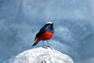 White capped water redstart, Phoenicurus leucocephalus,Chaffi, Sattal, Nainital, Uttarakhand, India